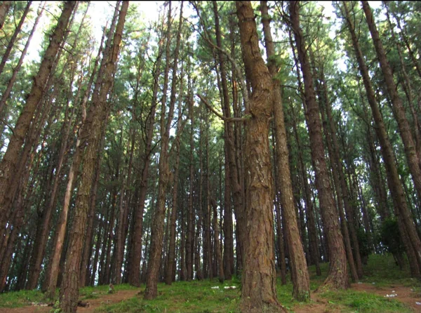 Kuttikkanam Pine Forest (8 Km)